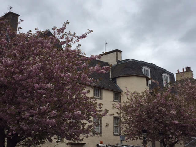pink tree blossom on Orwell Place